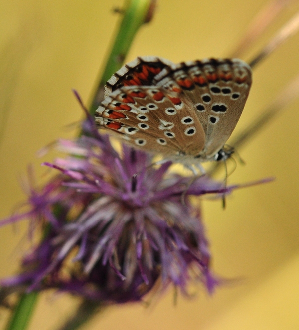 Lycaenidae da id.